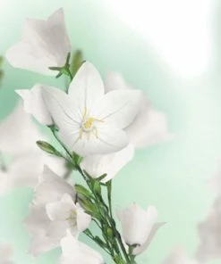 Beste Pirce π― Kneipp Balancing - Badolie π 18 Beste Pirce π― Kneipp Balancing - Badolie π -Oral-B Shop 550x550 899