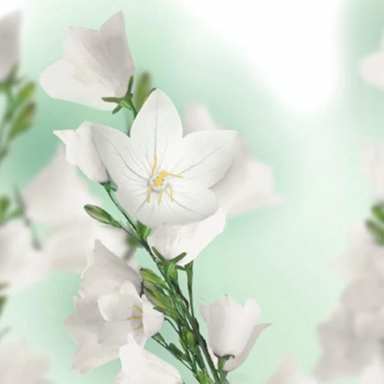 Beste Pirce π― Kneipp Balancing - Badolie π 10 Beste Pirce π― Kneipp Balancing - Badolie π - Afbeelding 8